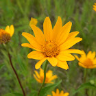 Oxeye Sunflower