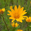 Oxeye Sunflower