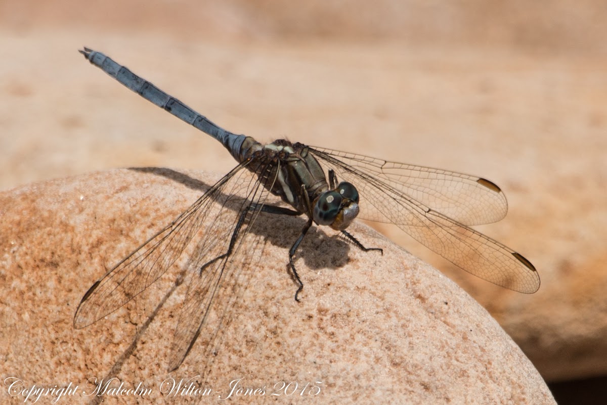 Epaulet Skimmer