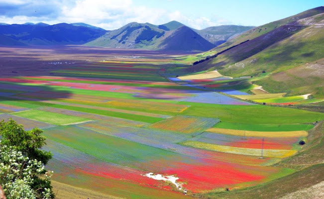 Fioritura Casteluccio  di Angiolla75