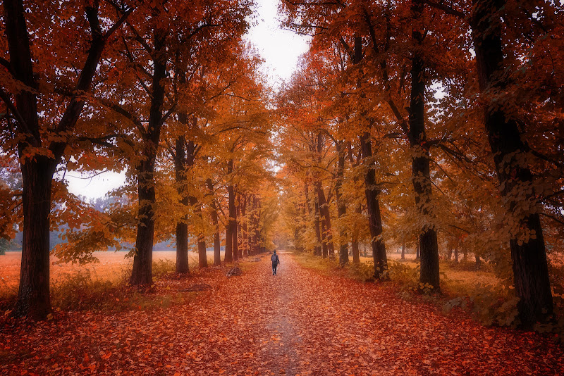 Autunno al parco di Monza di utente cancellato