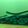 Lamprey