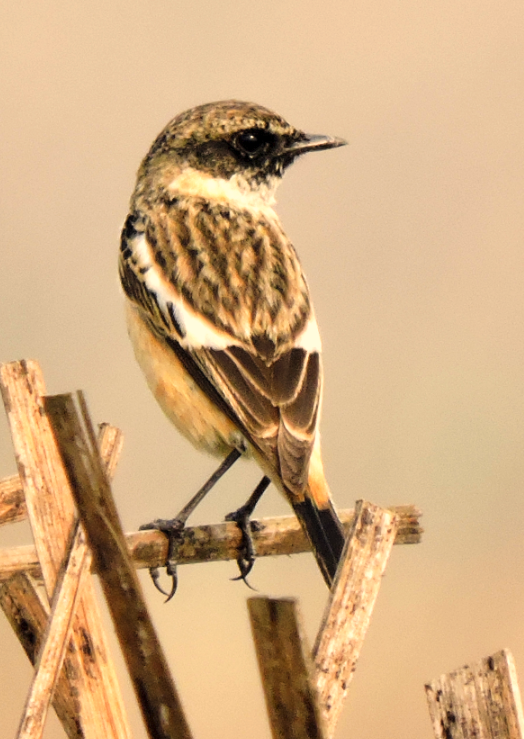 Siberian stonechat