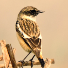 Siberian stonechat