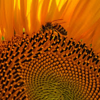 Di fiore in fiore, impollinata. di 