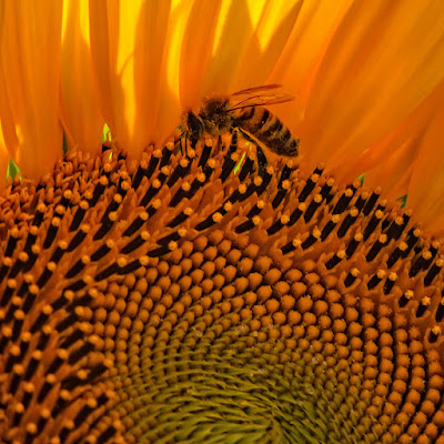 Di fiore in fiore, impollinata. di FrancescoPaolo