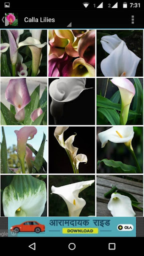 免費下載個人化APP|Calla Lilly Wallpapers HD app開箱文|APP開箱王