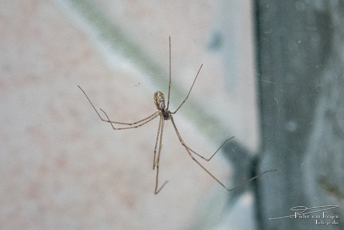 longbodied cellar spider