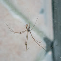 longbodied cellar spider