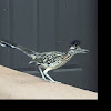 Greater Roadrunner