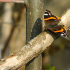 Red Admiral Butterfly