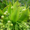 Batflower, Fiji Arrowroot