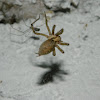 Eurasian grass spider