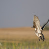 Northern pintail