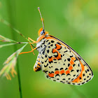 Spotted Fritillary