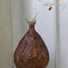 Eggs sac of Black & Yellow Garden Spider