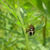 Ragweed Leaf Beetle