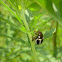 Ragweed Leaf Beetle