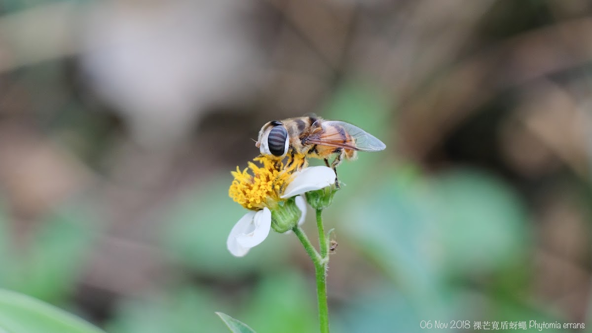 Phytomia errans 祼芒寛盾蚜蠅