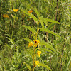 Partridge Pea