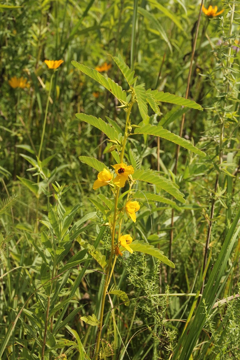 Partridge Pea