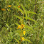 Partridge Pea