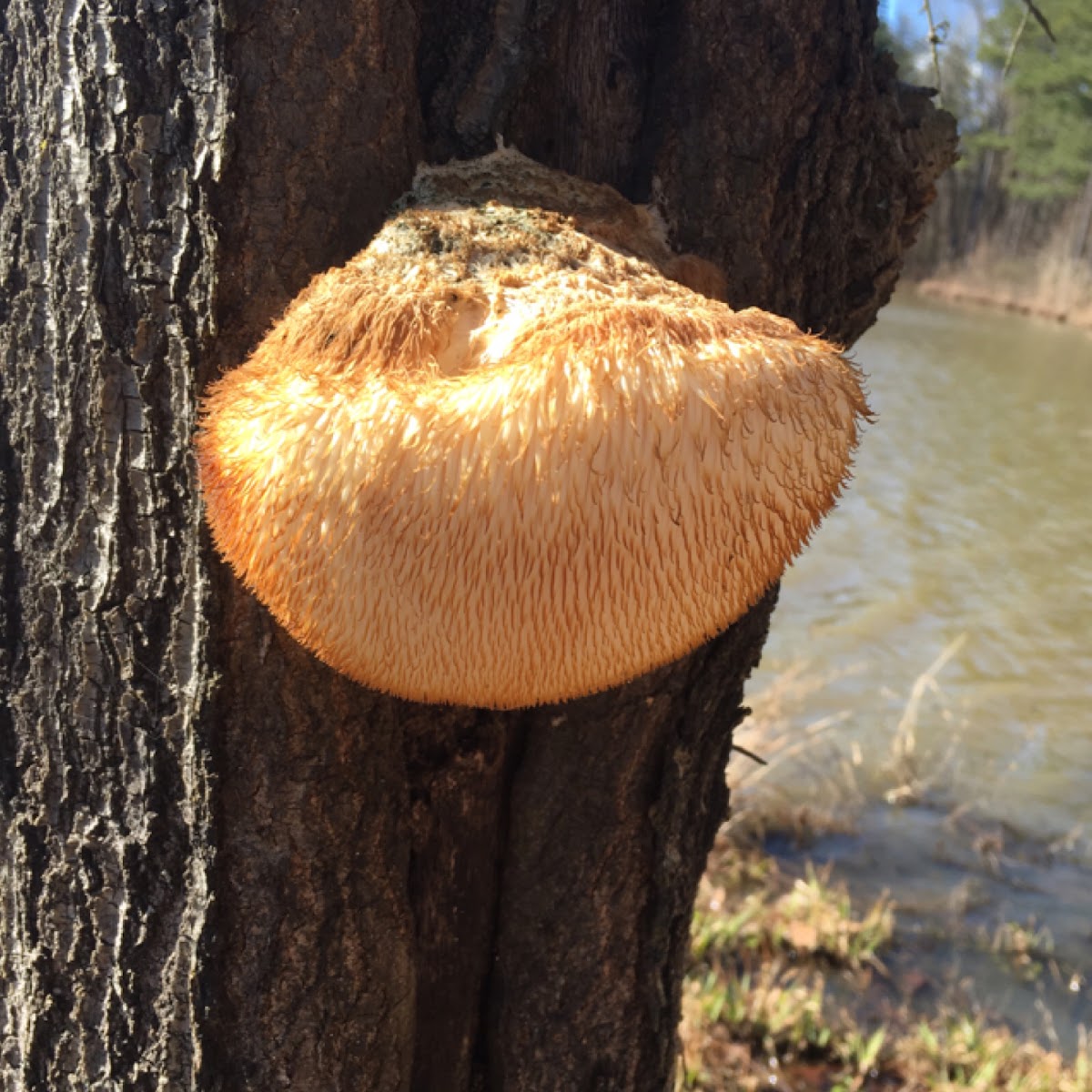 Lion's Mane