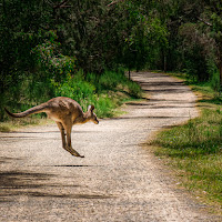 Kangaroo in Melbourne di 