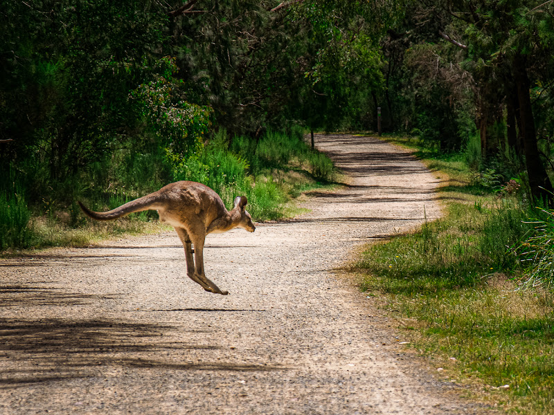 Kangaroo in Melbourne di MorellatoFotoLab