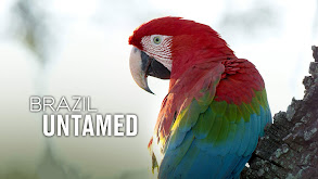 Brazil Untamed thumbnail