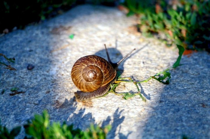 Chiocciola di acquario