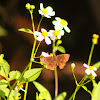 Horace's Duskywing Butterfly