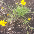 Lanceleaf Coreopsis