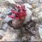 Anemone stinkhorn