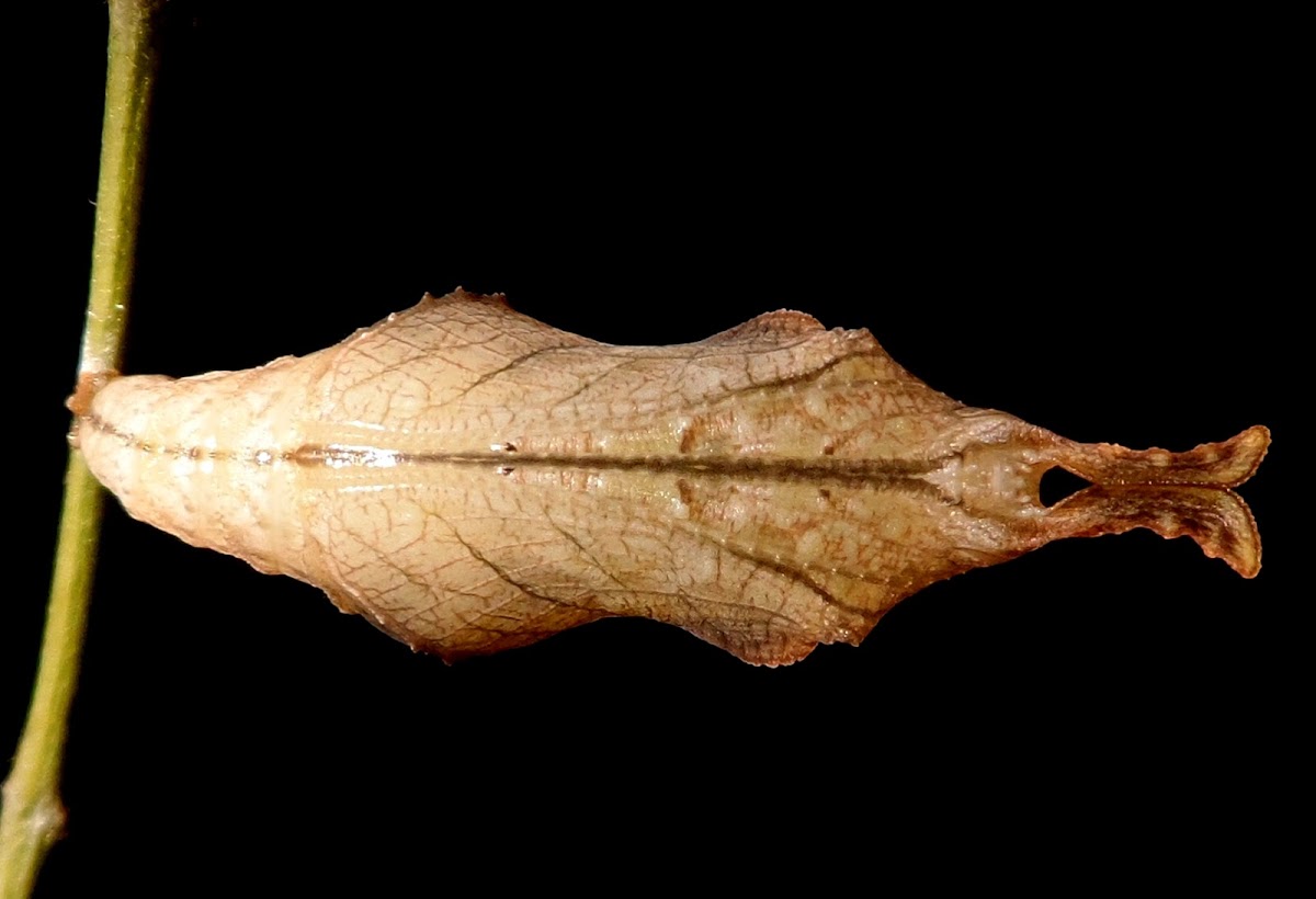 Cracker butterfly pupa