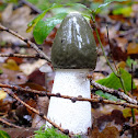 Stinkhorn