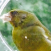 European Greenfinch