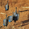 Vulturine Guineafowl