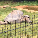 Galápagos Tortoise