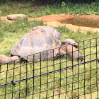 Galápagos Tortoise