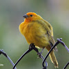 Chirigüe azafranado - Saffron finch