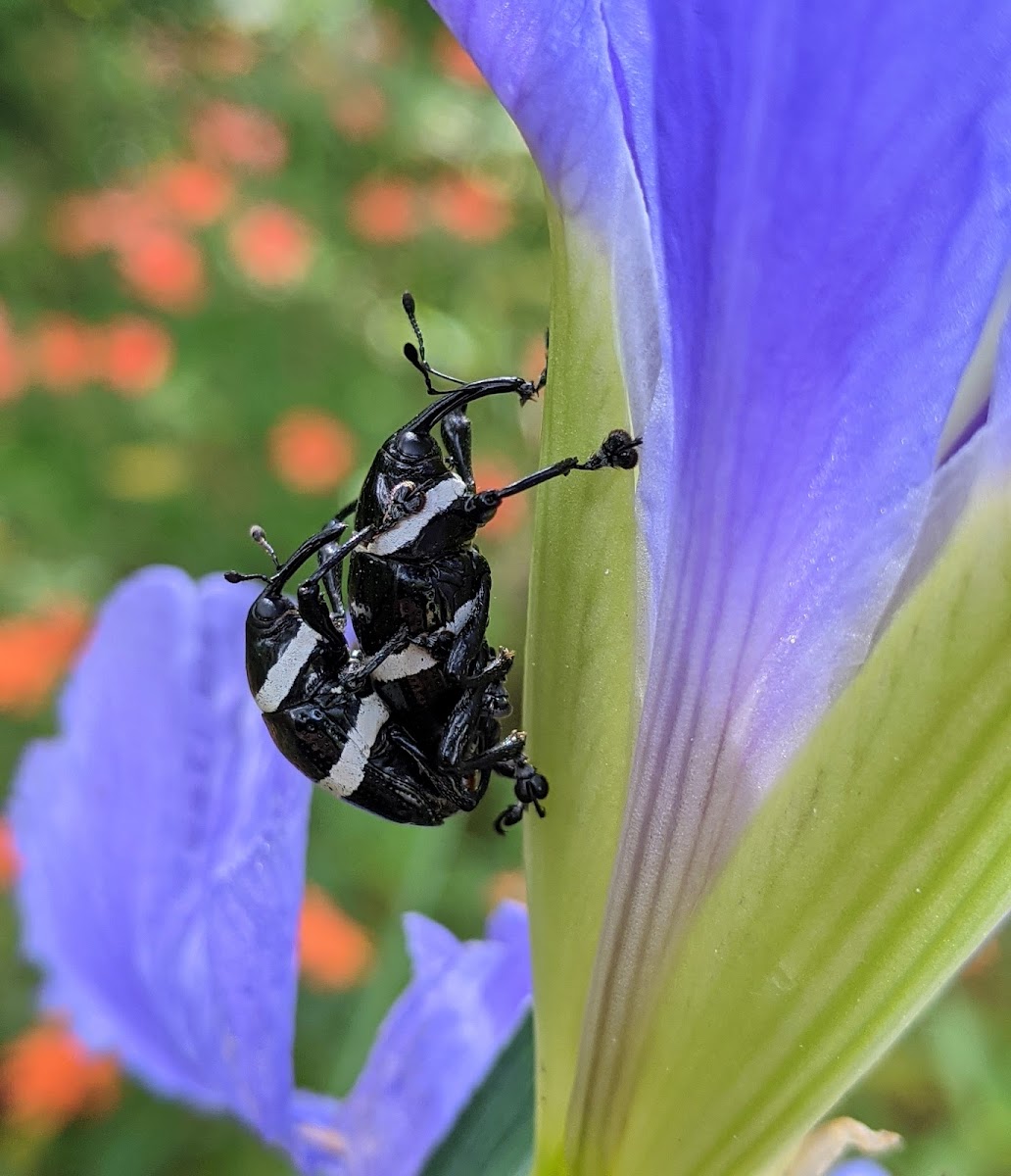 Black and White Weevil