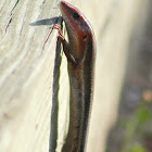 Skink