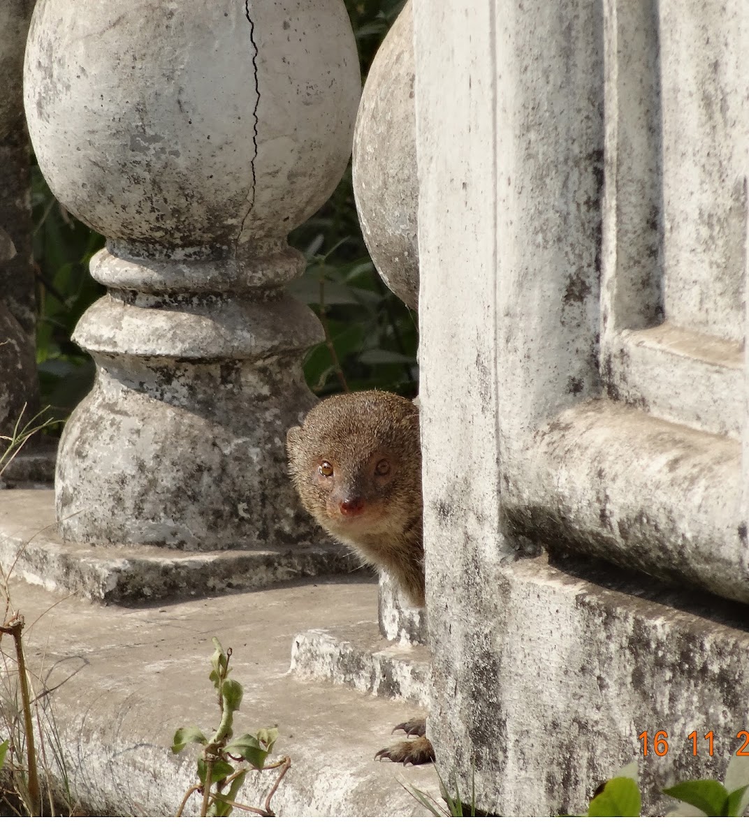 Indian Mongoose