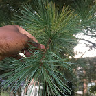 White pine