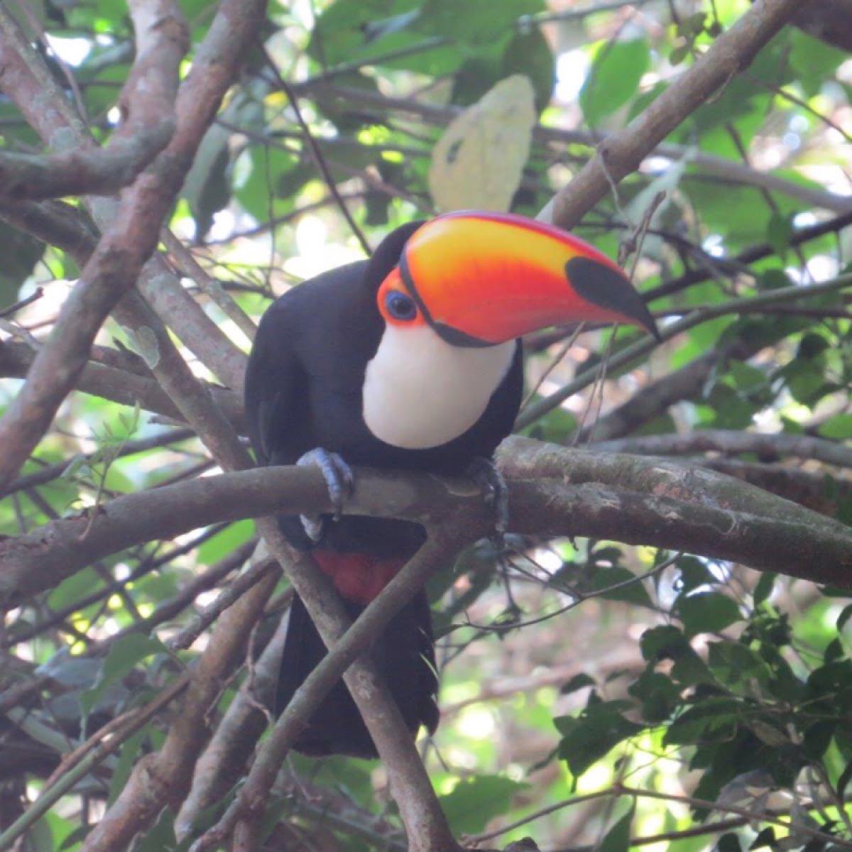 Toco toucan