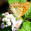 Silver-washed Fritillary; Nacarada