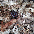 Millipede