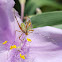 fork-tail bush katydid