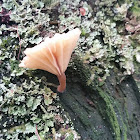 Lichen Agaric